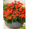Sunpatiens (Niecierpek) 'Compact Electric Orange' div class'lat' Impatiens /div