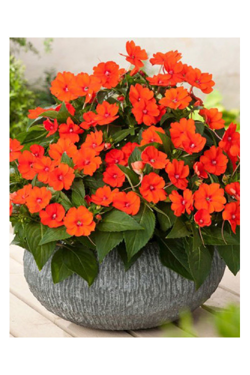 Sunpatiens (Niecierpek) 'Compact Electric Orange' div class'lat' Impatiens /div