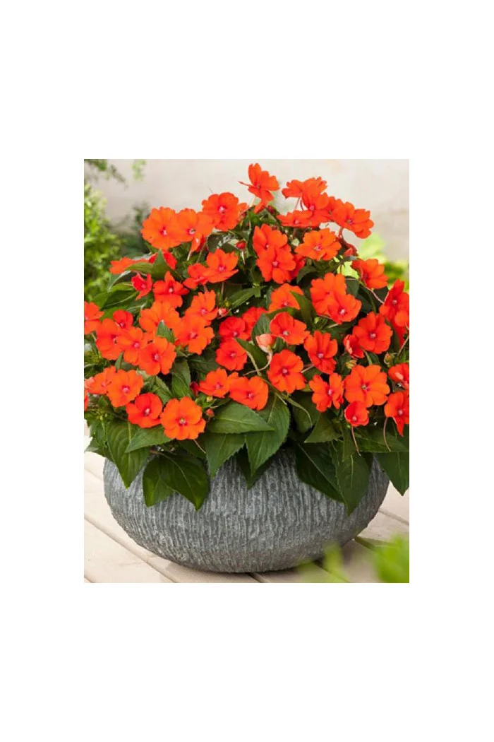 Sunpatiens (Niecierpek) 'Compact Electric Orange' div class'lat' Impatiens /div