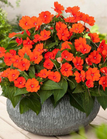 Sunpatiens (Niecierpek) 'Compact Electric Orange' div class'lat' Impatiens /div