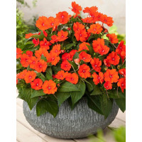 Sunpatiens (Niecierpek) 'Compact Electric Orange' div class'lat' Impatiens /div