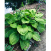 Funkia 'Sum and Substance' Hosta