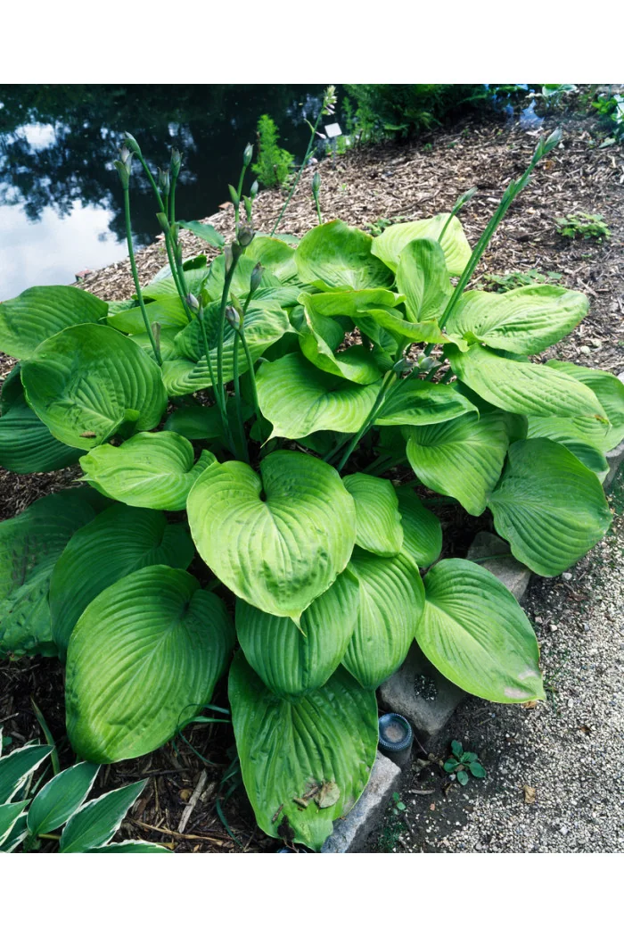 Funkia 'Sum and Substance' Hosta