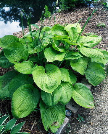 Funkia 'Sum and Substance' Hosta