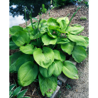 Funkia 'Sum and Substance' Hosta