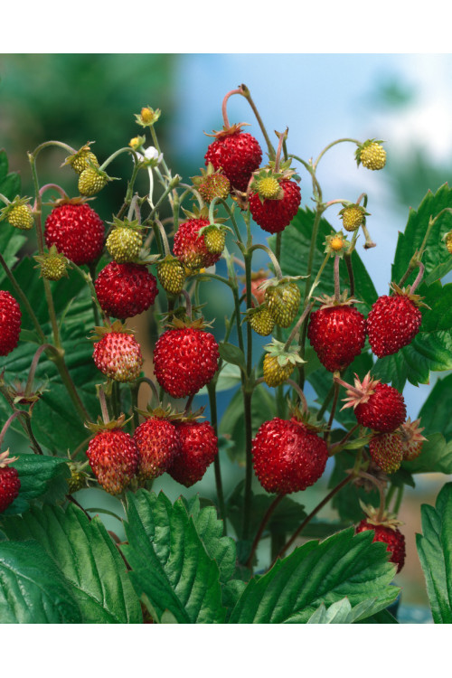 Poziomka Rugia | Fragaria vesca