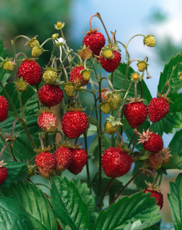 Poziomka Rugia | Fragaria vesca