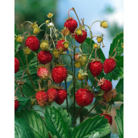 Poziomka Rugia | Fragaria vesca