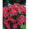 Azalia japońska 'Maruschka' | Azalea japonica
