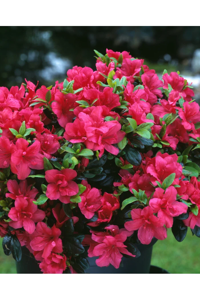 Azalia japońska 'Maruschka' | Azalea japonica