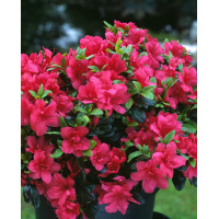 Azalia japońska 'Maruschka' | Azalea japonica