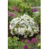Azalia japońska 'Albiflorum'Azalea japonica