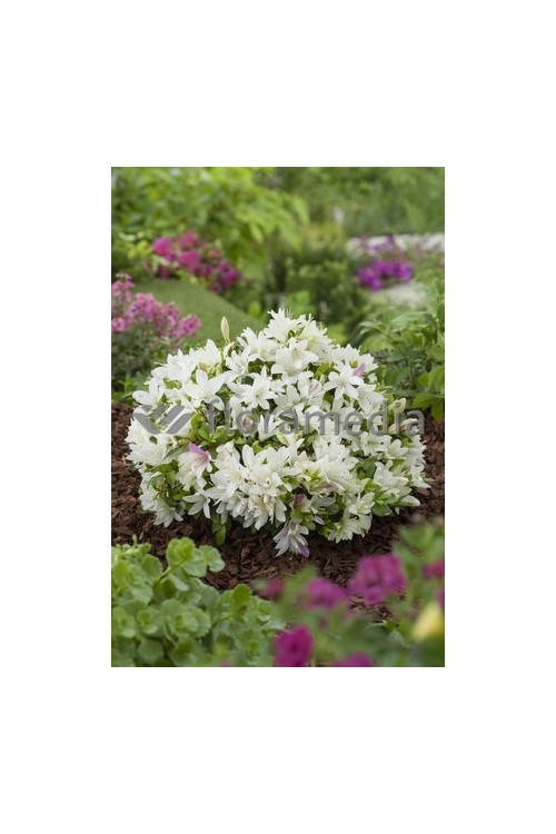 Azalia japońska 'Albiflorum'Azalea japonica