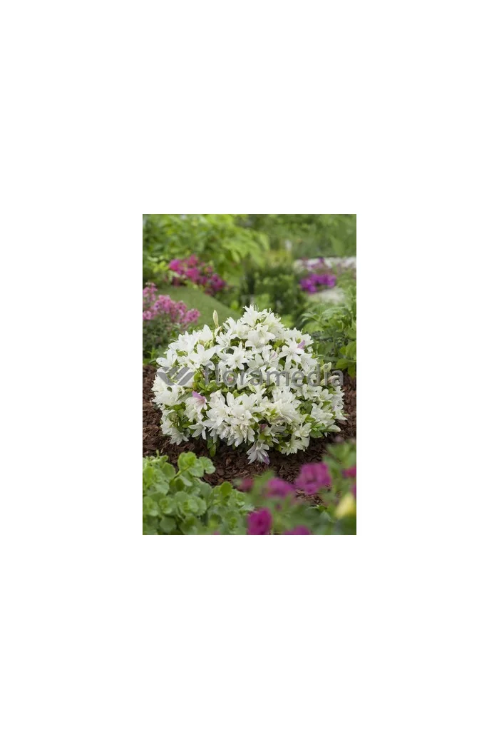 Azalia japońska 'Albiflorum'Azalea japonica