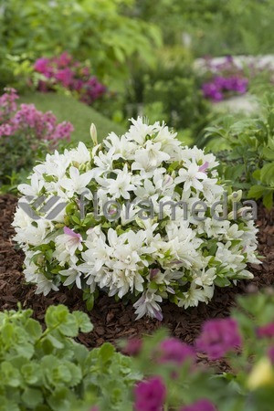 Azalia japońska 'Albiflorum'Azalea japonica