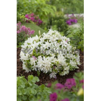 Azalia japońska 'Albiflorum'Azalea japonica