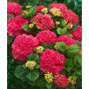 Hortensja ogrodowa 'Red Baron' | Hydrangea macrophylla