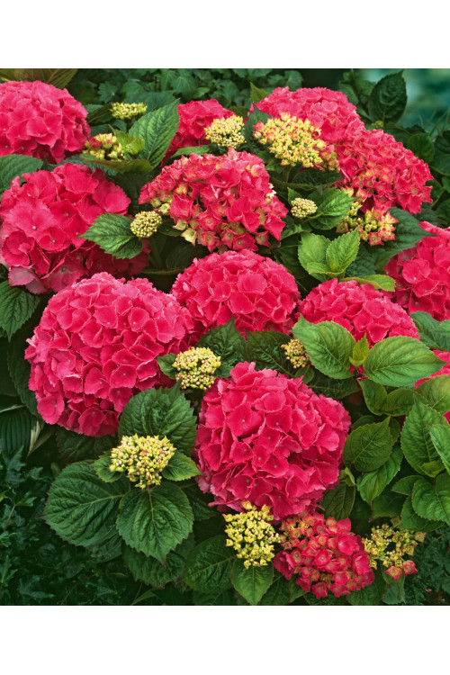 Hortensja ogrodowa 'Red Baron' | Hydrangea macrophylla