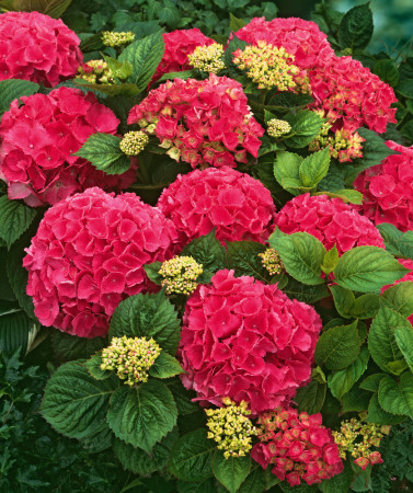 Hortensja ogrodowa 'Red Baron' | Hydrangea macrophylla