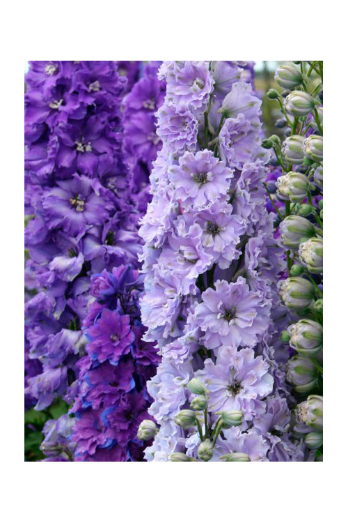 Ostróżka ogrodowa La Boheme, Delphinium