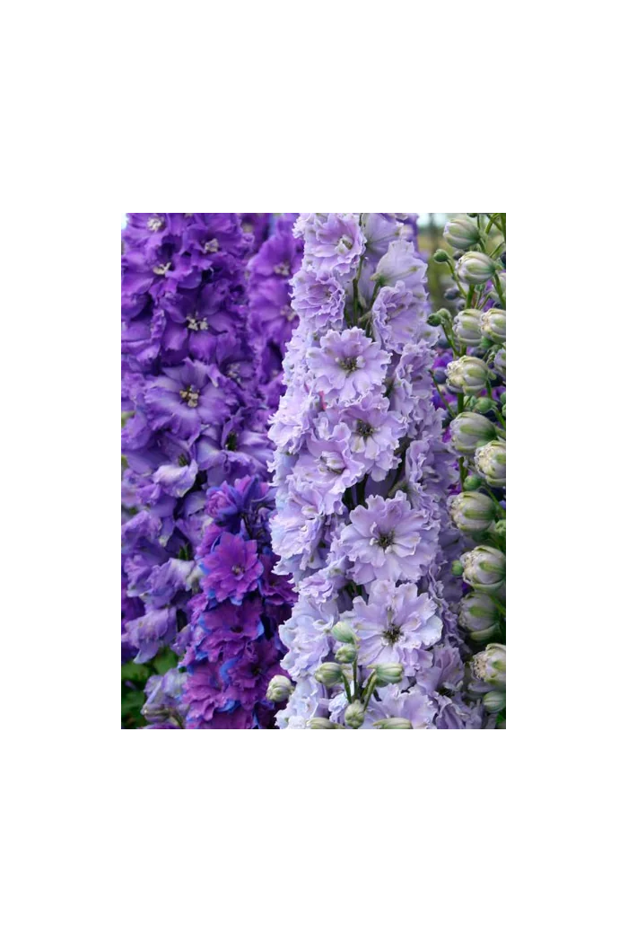 Ostróżka ogrodowa La Boheme, Delphinium