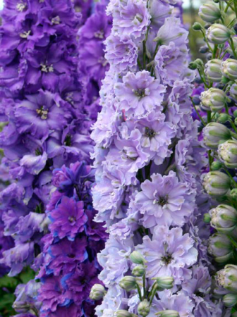 Ostróżka ogrodowa La Boheme, Delphinium