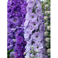 Ostróżka ogrodowa La Boheme, Delphinium