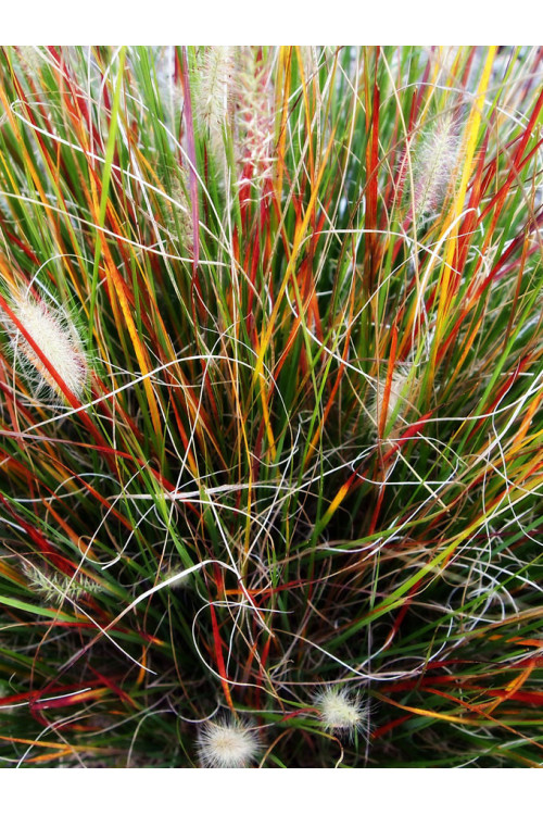 Rozplenica japońska 'Burgundy Bunny' | Pennisetum alopecuroides