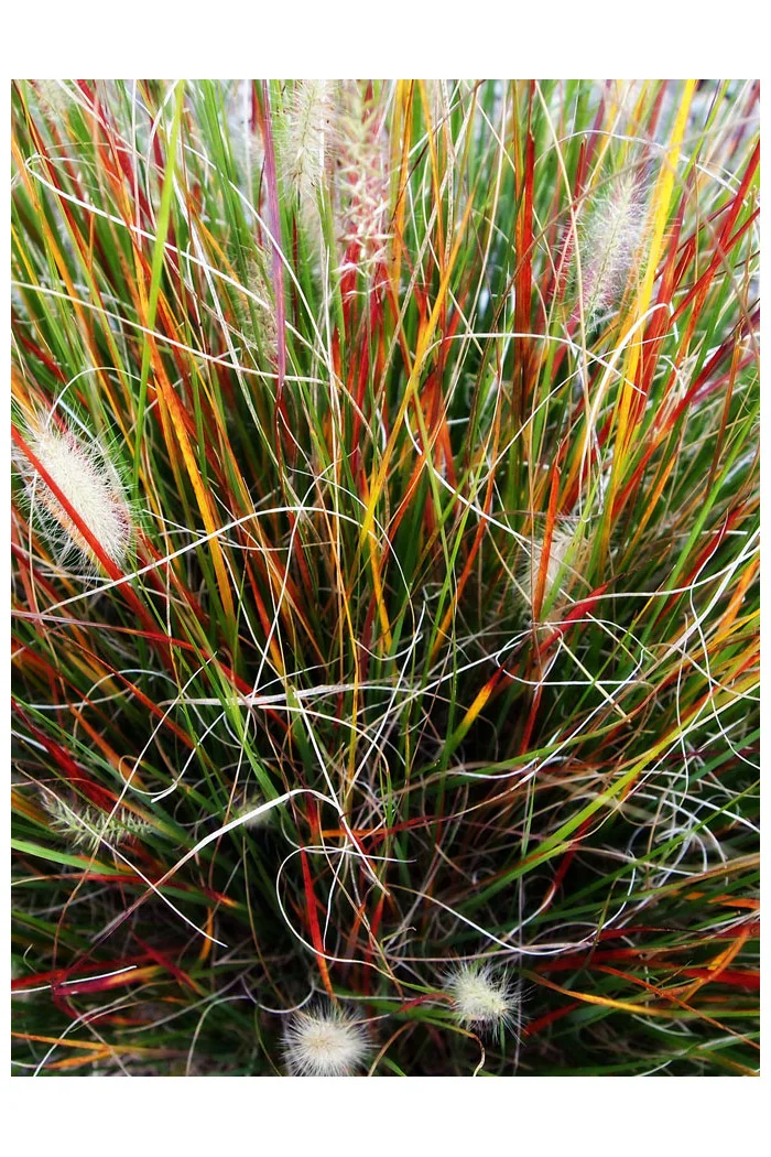 Rozplenica japońska 'Burgundy Bunny' | Pennisetum alopecuroides