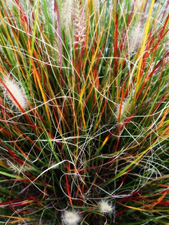 Rozplenica japońska 'Burgundy Bunny' | Pennisetum alopecuroides
