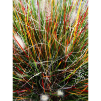 Rozplenica japońska 'Burgundy Bunny' | Pennisetum alopecuroides