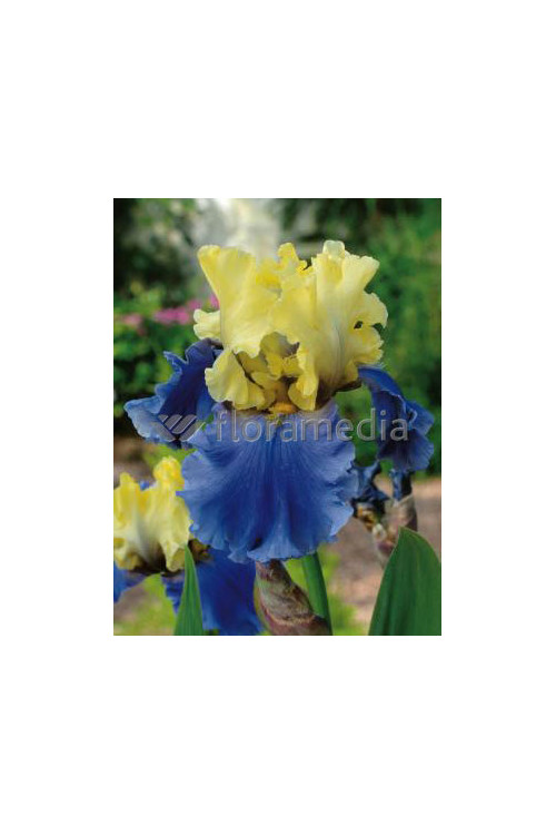 Kosaciec (Irys) bródkowy 'Edith Wolford' Iris germanica