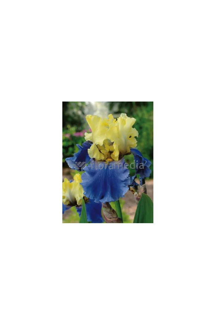 Kosaciec (Irys) bródkowy 'Edith Wolford' Iris germanica