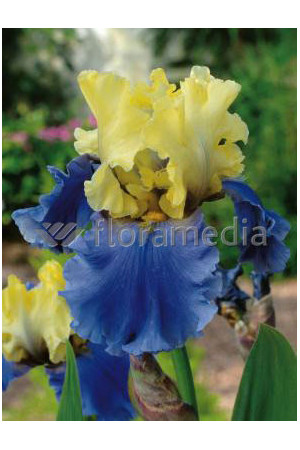 Kosaciec (Irys) bródkowy 'Edith Wolford' Iris germanica