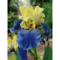 Kosaciec (Irys) bródkowy 'Edith Wolford' Iris germanica