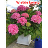 Hortensja 'Hortensja Belle Seduction ®' | Hydrangea macrophylla