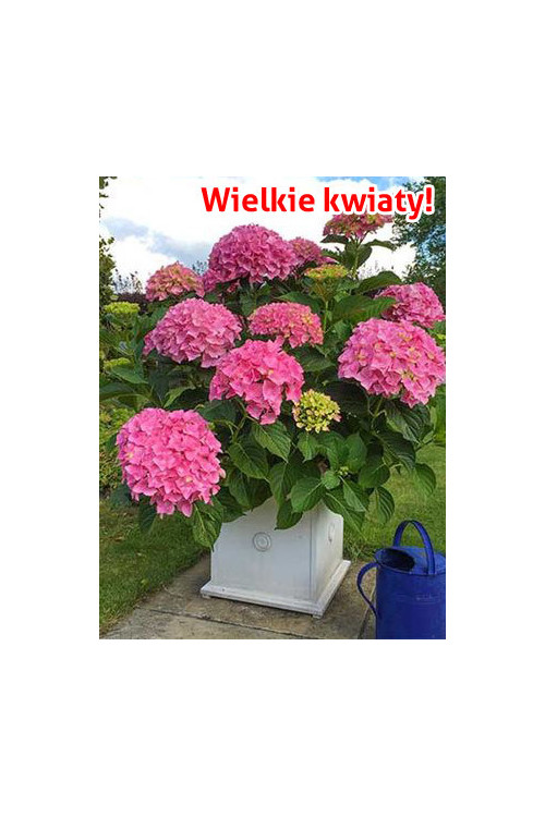 Hortensja 'Hortensja Belle Seduction ®' | Hydrangea macrophylla