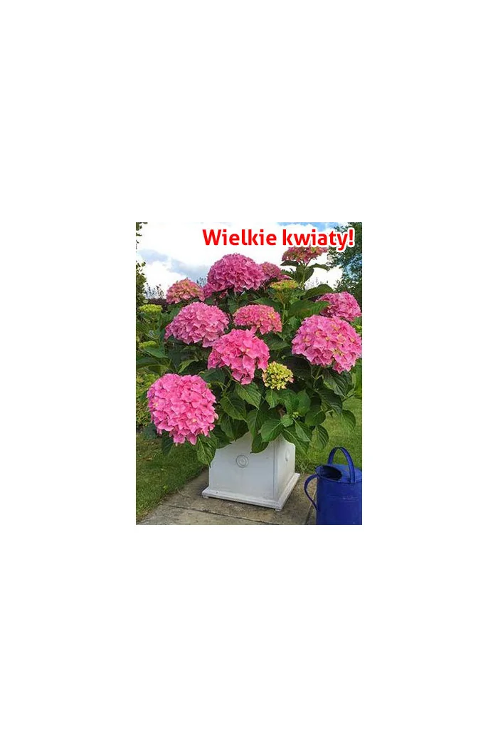 Hortensja 'Hortensja Belle Seduction ®' | Hydrangea macrophylla