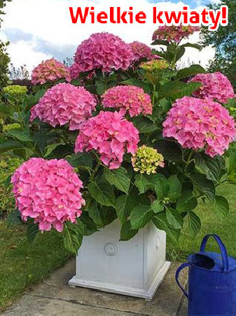 Hortensja 'Hortensja Belle Seduction ®' | Hydrangea macrophylla