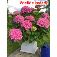 Hortensja 'Hortensja Belle Seduction ®' | Hydrangea macrophylla