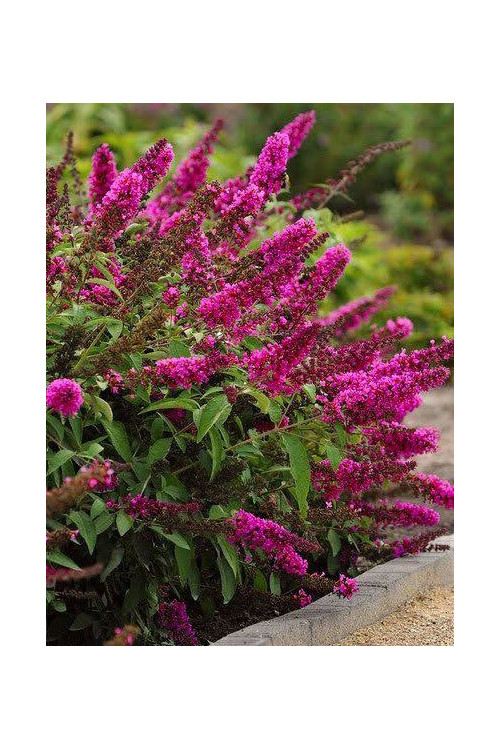 budleja, budleja Hot Raspberry Heaven, Buddleja, motyli krzew