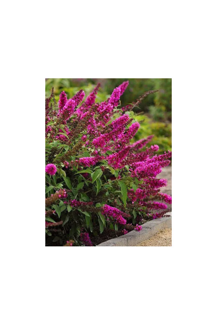 budleja, budleja Hot Raspberry Heaven, Buddleja, motyli krzew