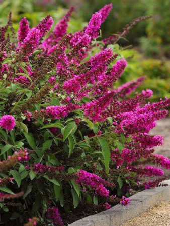 budleja, budleja Hot Raspberry Heaven, Buddleja, motyli krzew