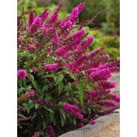 budleja, budleja Hot Raspberry Heaven, Buddleja, motyli krzew