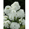 Floks wiechowaty 'Pax' Phlox paniculata