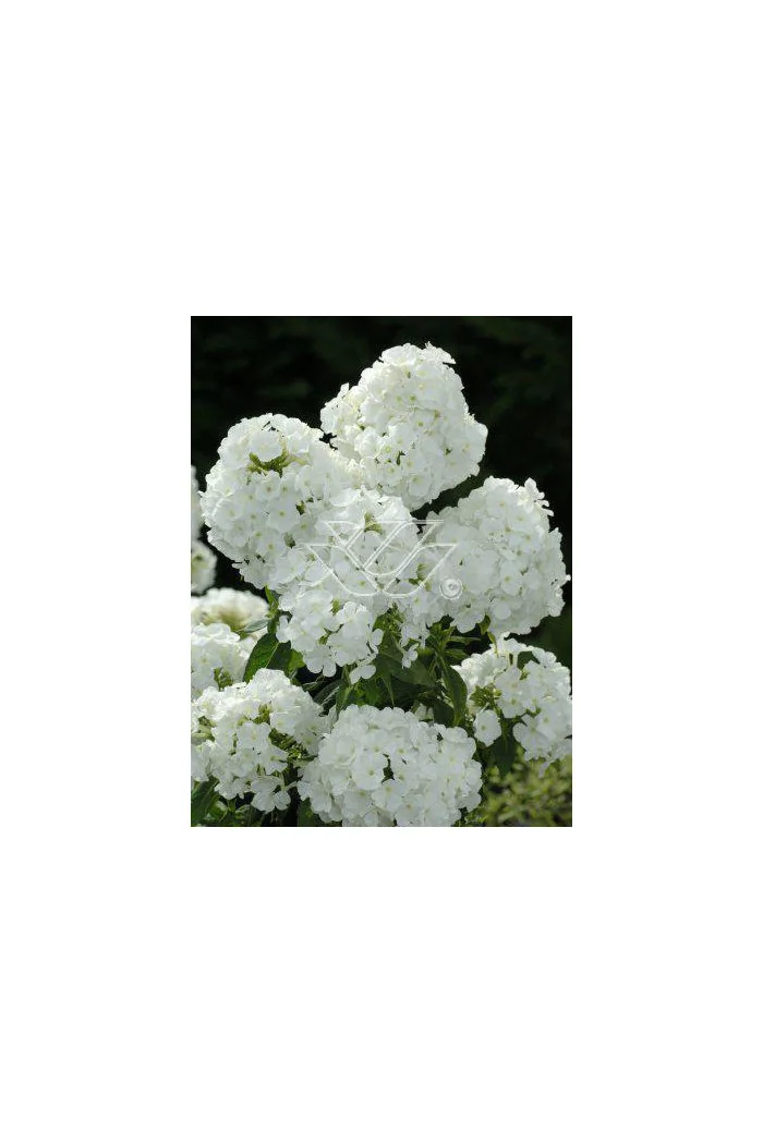 Floks wiechowaty 'Pax' Phlox paniculata