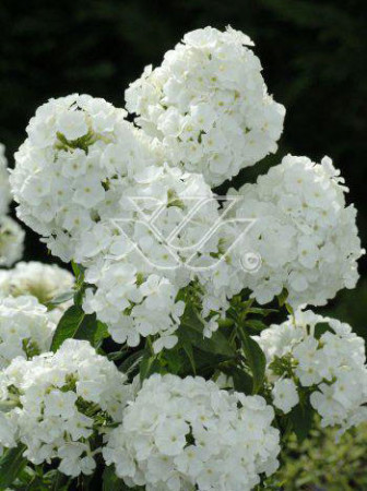Floks wiechowaty 'Pax' Phlox paniculata
