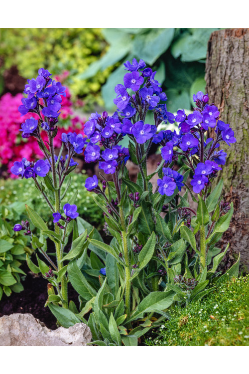 Farbownik lazurowy 'Dropmore' Anchusa azurea