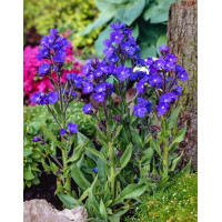 Farbownik lazurowy 'Dropmore' Anchusa azurea