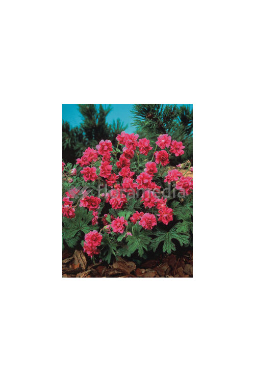 Bodziszek himalajski 'Birch Double' Geranium himalayense